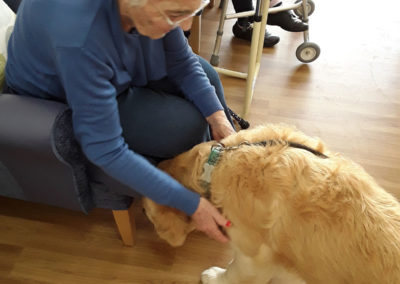 Resident petting PAT dog Ruben at Abbotsleigh Care Home