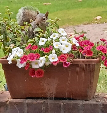 Squirrel in the garden at at Abbotsleigh Care Home