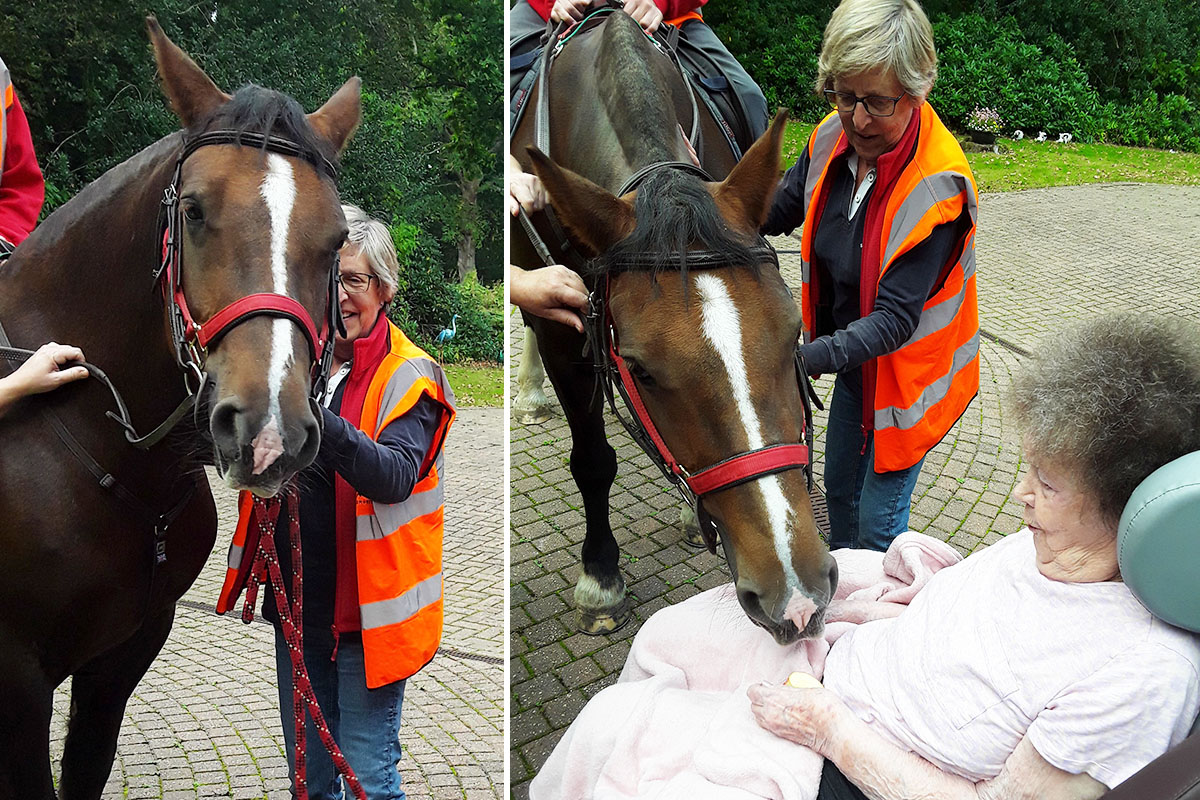 RDA horses at Abbotsleigh Care Home